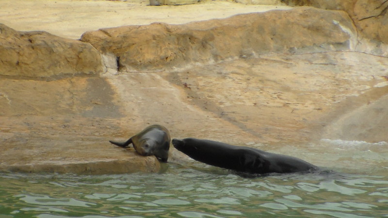 zoo lachtani 2 kopie(1)